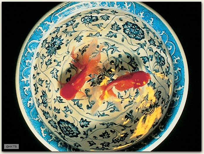 Goldfish, Hong Kong