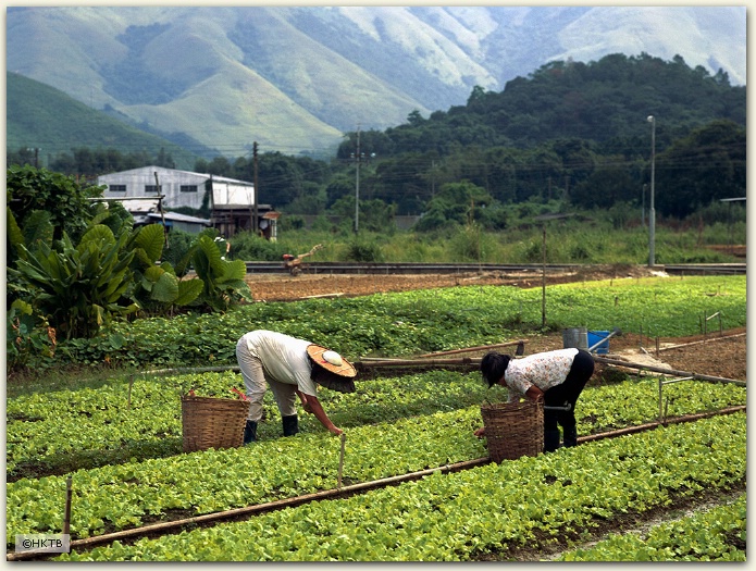 Farming, New Territories, Hong Kong